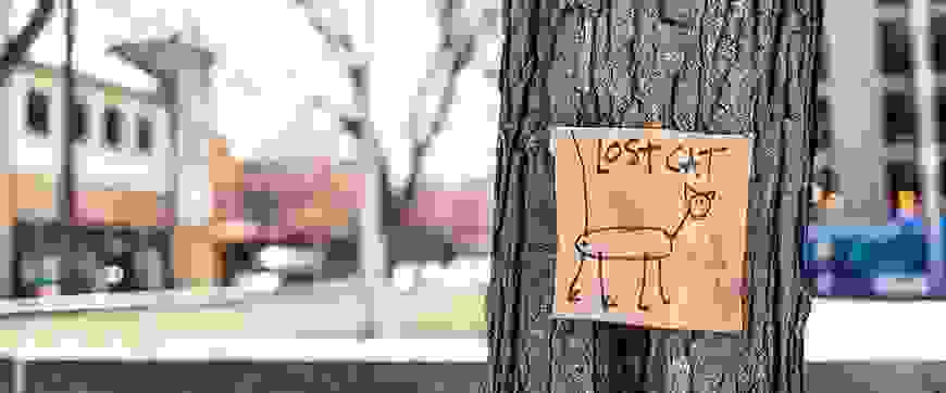 Lost cat - paper on tree